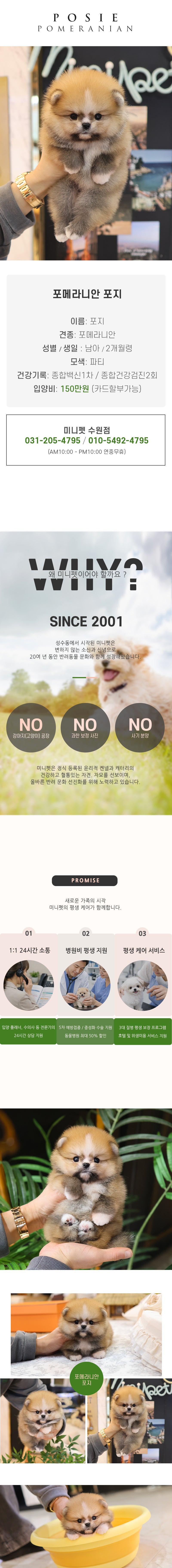 포메라니안 - 포지 (남아)