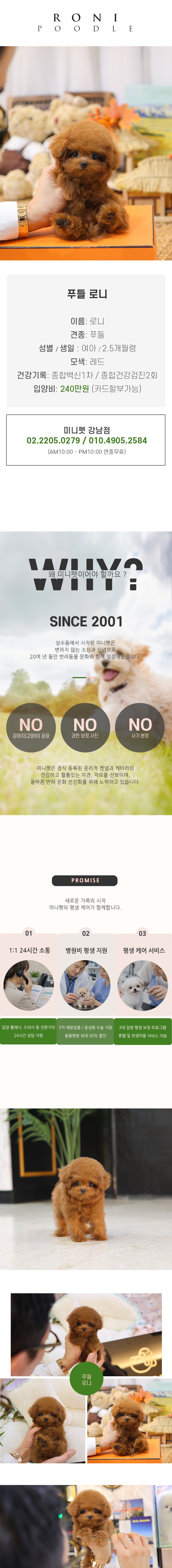 푸들 - 로니 (여아)