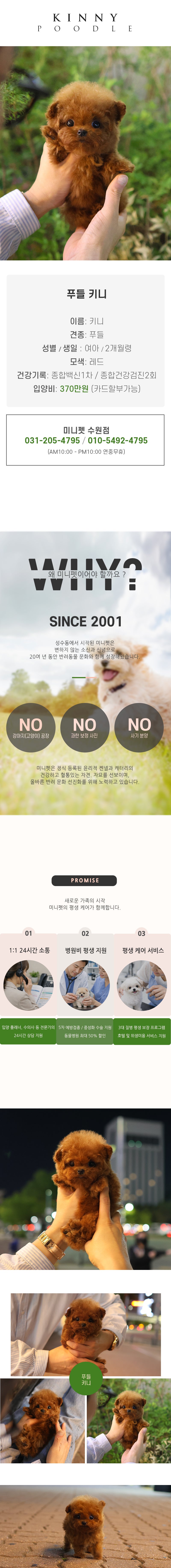 푸들 - 키니 (여아)