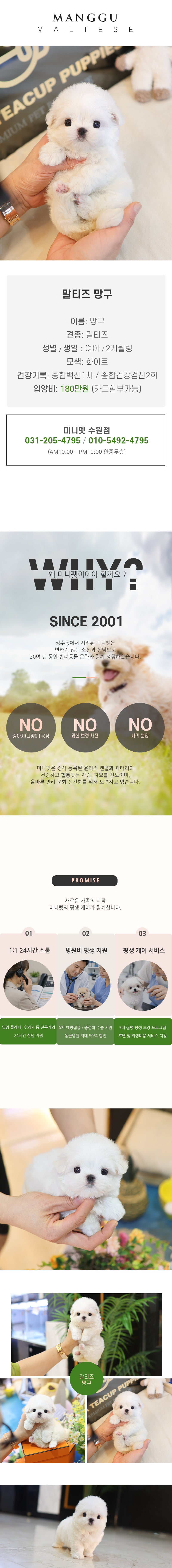 말티즈 - 망구 (여아)