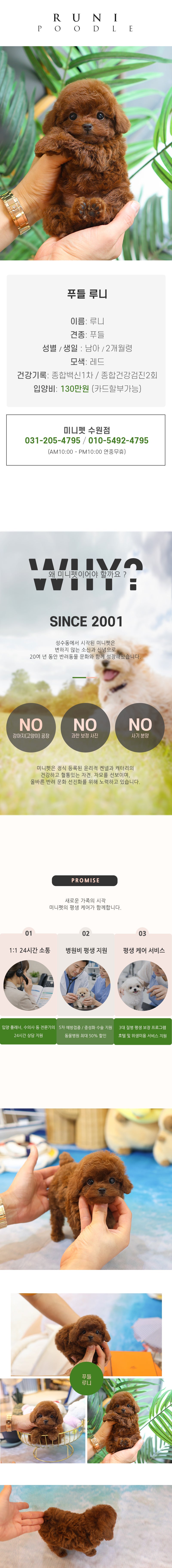 푸들 - 루니 (남아)