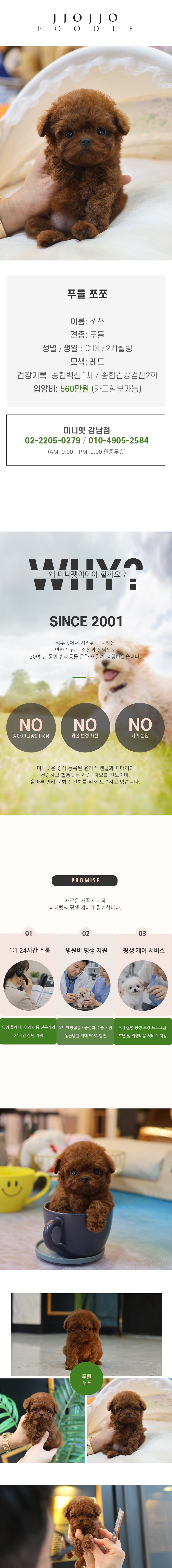 푸들 - 쪼쪼 (여아)