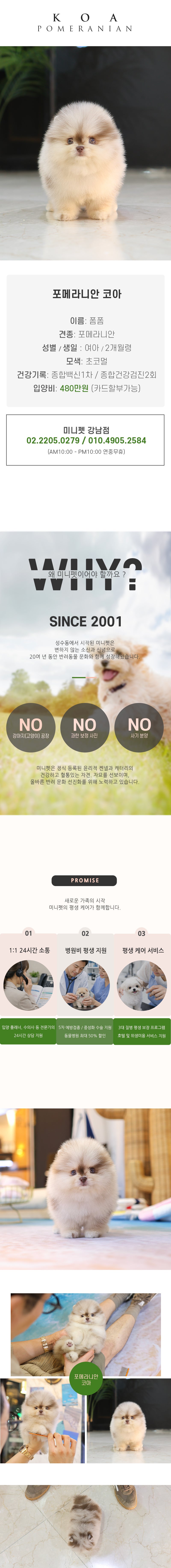 포메라니안 - 코아 (남아)