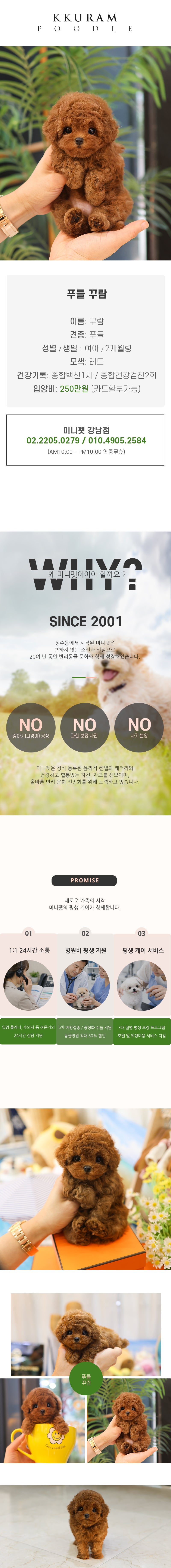 푸들 - 꾸람 (여아)