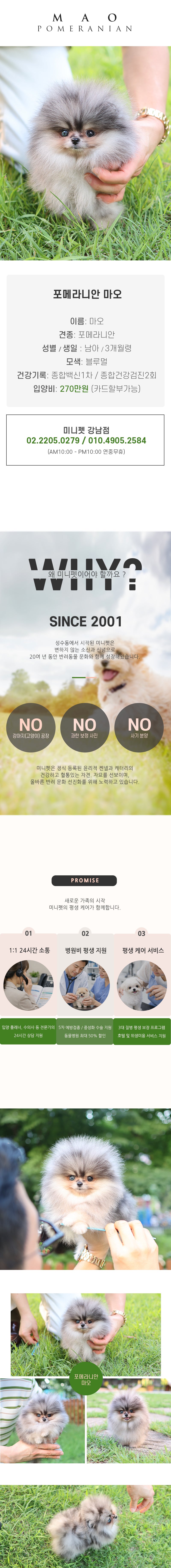 포메라니안 - 마오 (남아)