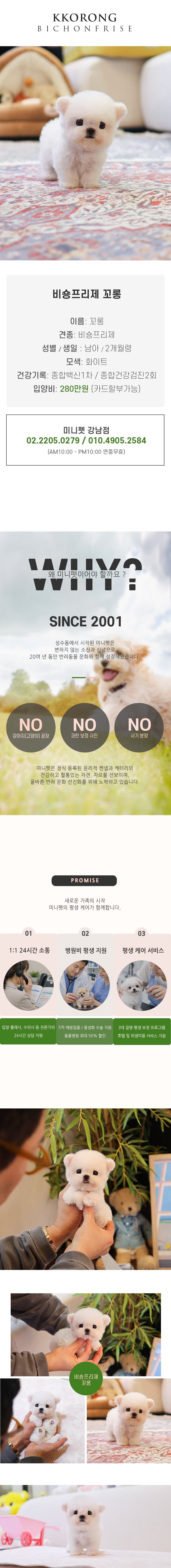 비숑프리제 - 꼬롱 (남아)