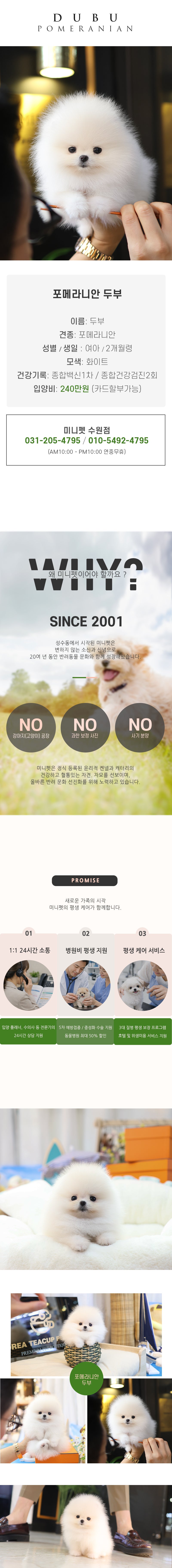 포메라니안 - 두부 (여아)