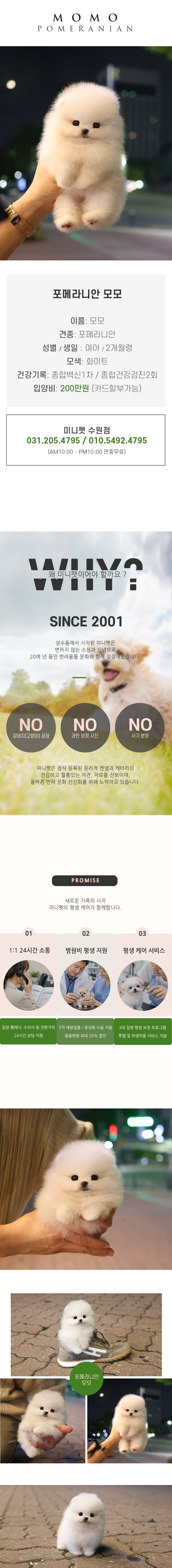 포메라니안 - 모모 (여아)
