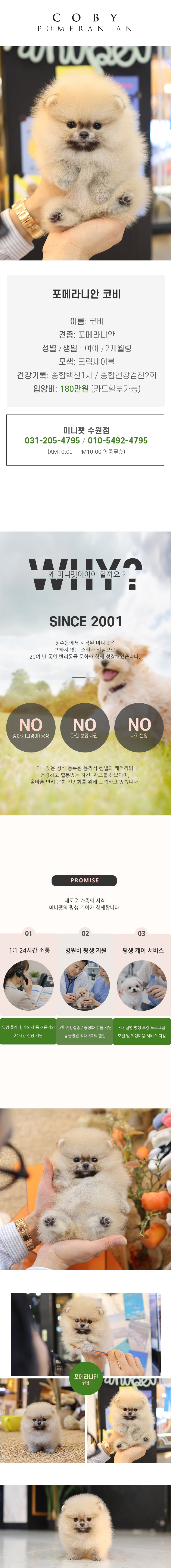 포메라니안 - 코비 (여아)