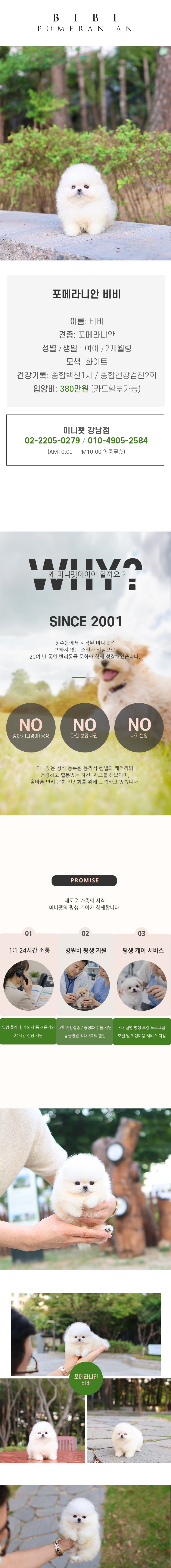 포메라니안 - 비비 (여아)