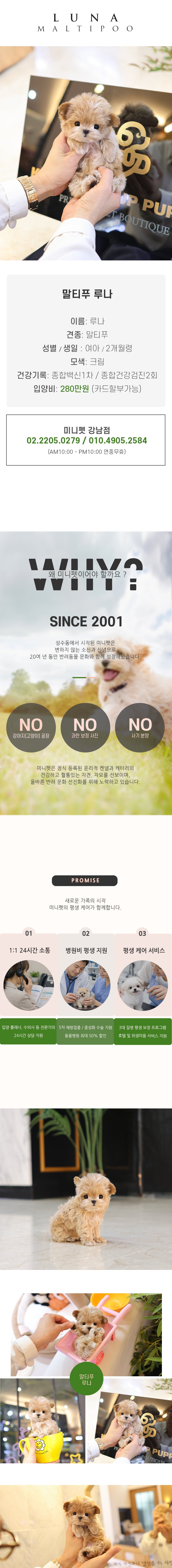 말티푸 - 루나 (여아)