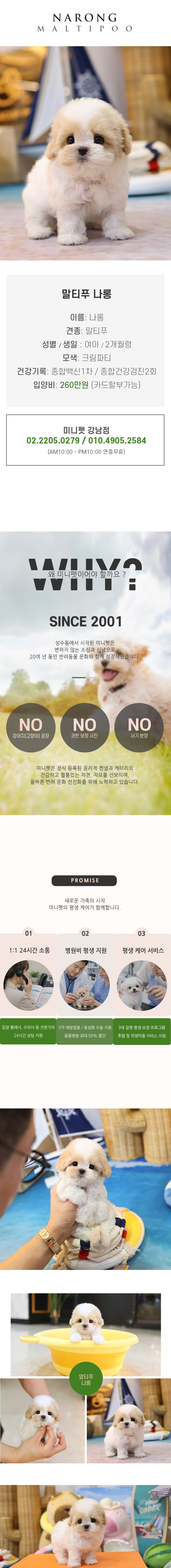 말티푸 - 나롱 (여아)