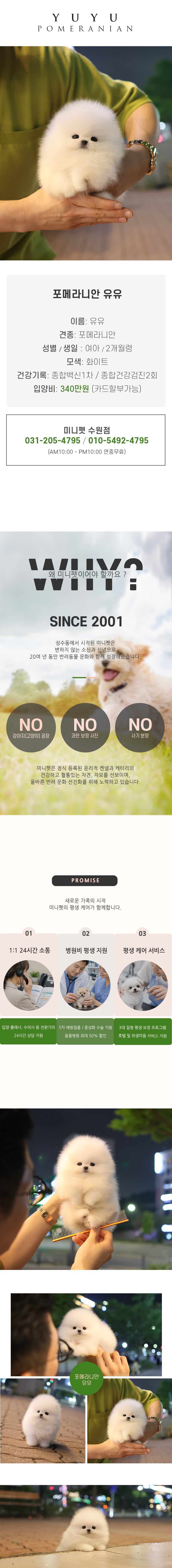 포메라니안 - 유유 (여아)