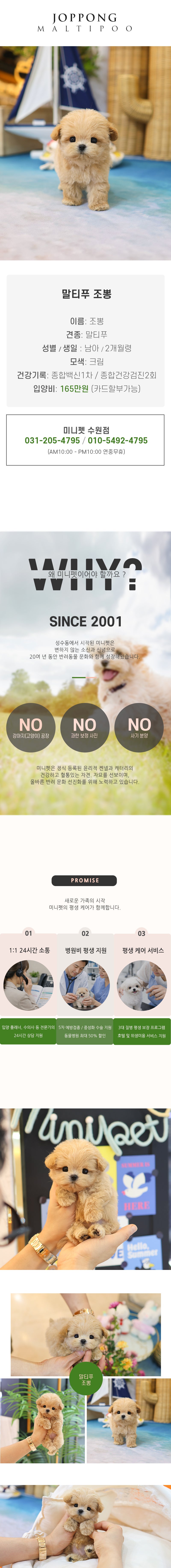 말티푸 - 조뽕 (남아)