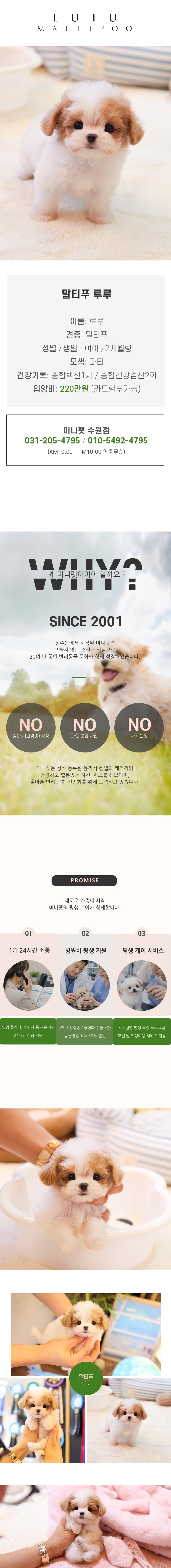 말티푸 - 루루 (여아)