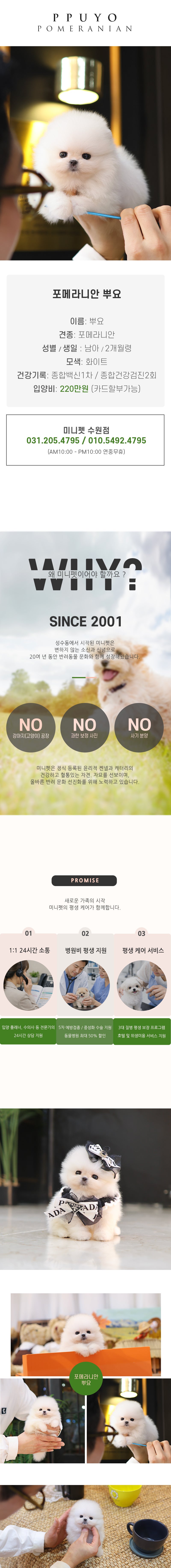 포메라니안 - 뿌요 (남아)