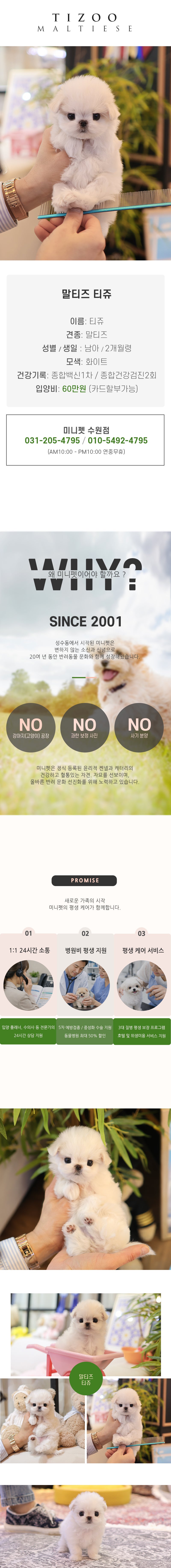 말티즈 - 티쥬 (남아)