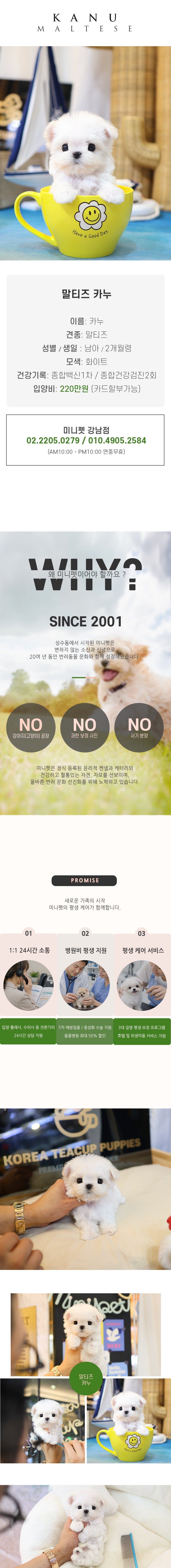 말티즈 - 카누 (남아)