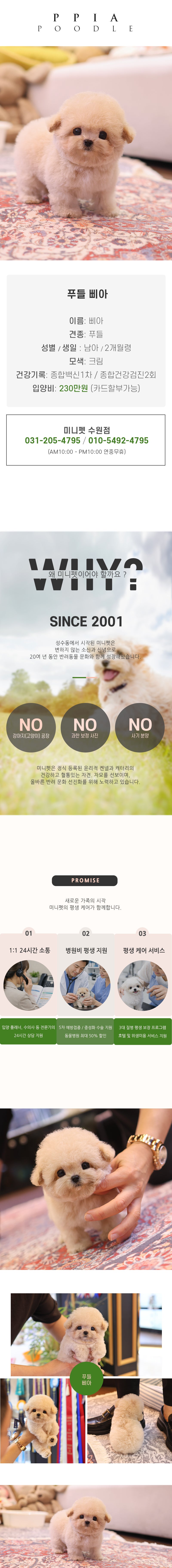 푸들 - 삐아 (남아)