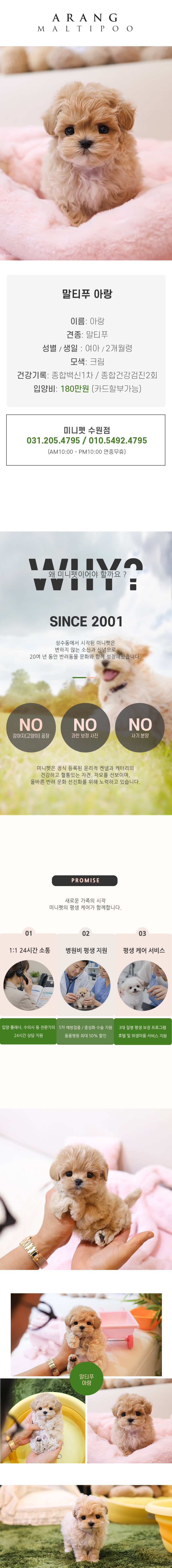 말티푸 - 아랑 (여아)