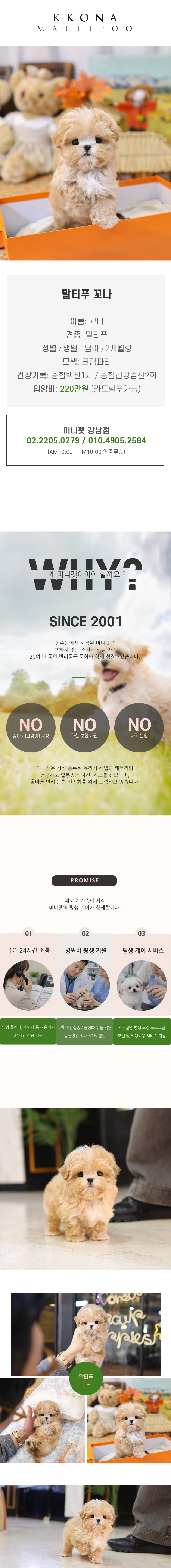 말티푸 - 꼬나 (남아)