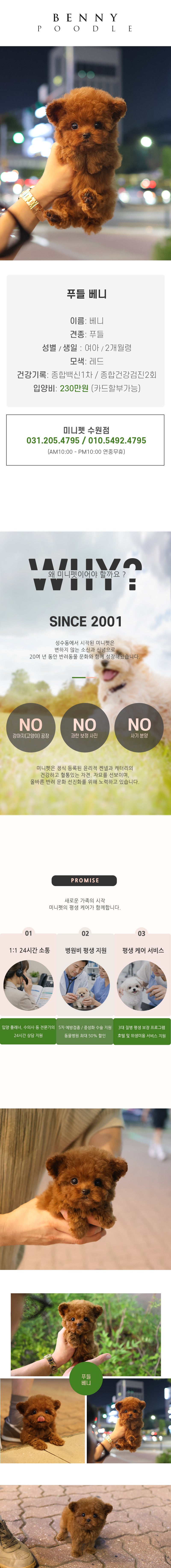 푸들 - 베니 (여아)