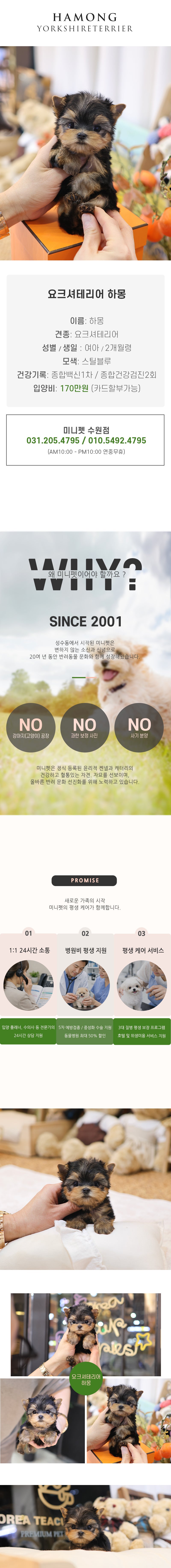 요크셔테리어 - 하몽 (여아)
