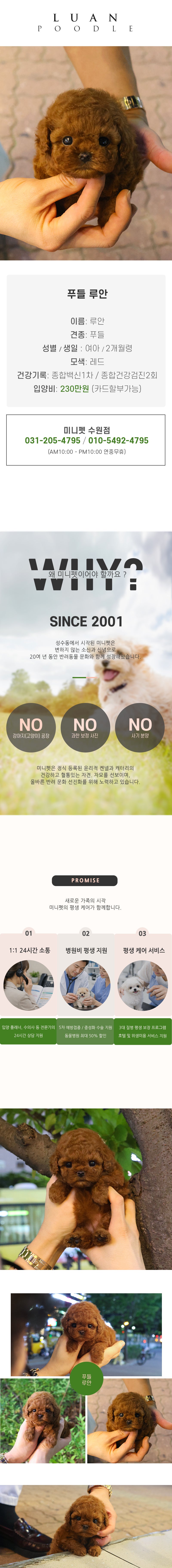 푸들 - 루안 (여아)