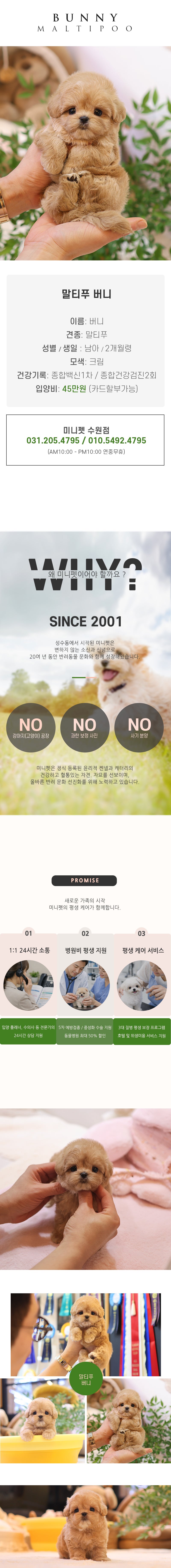 말티푸 - 버니 (남아)