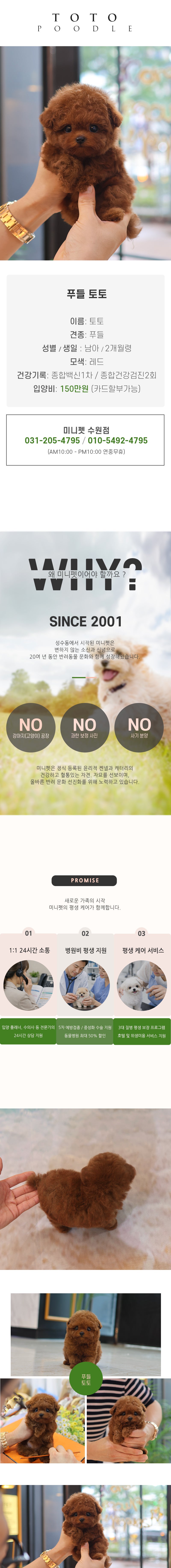 푸들 - 토토 (남아)