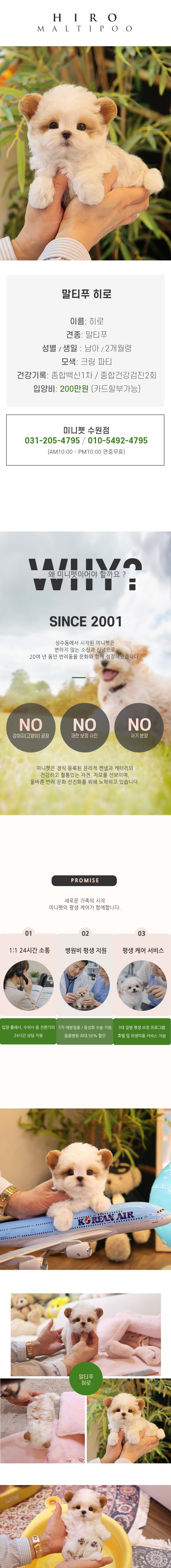 말티푸 - 히로 (남아)