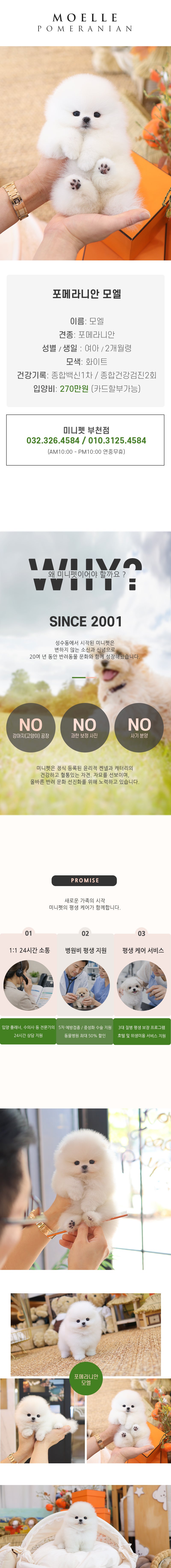 포메라니안 - 모엘 (여아)