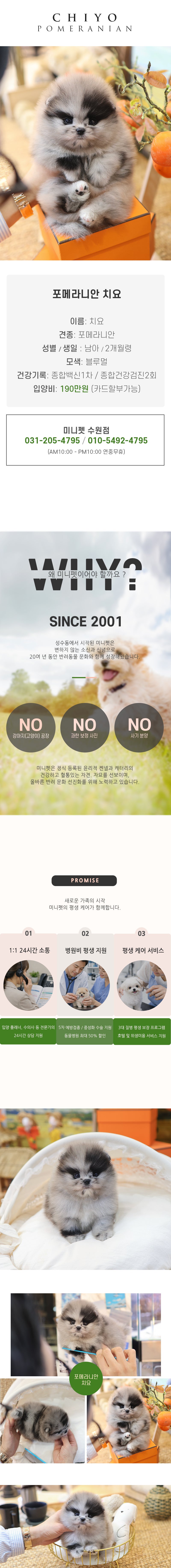 포메라니안 - 치요 (남아)