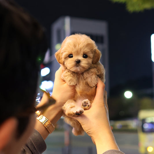 말티푸 - 무화과 (여아)