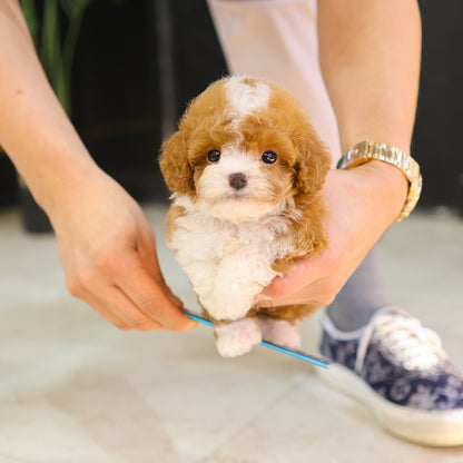 푸들 - 카오 (남아)