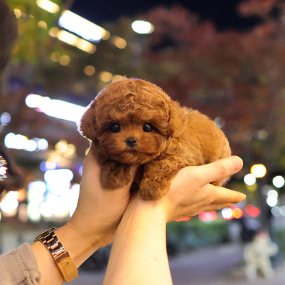 푸들 - 처음 (여아)