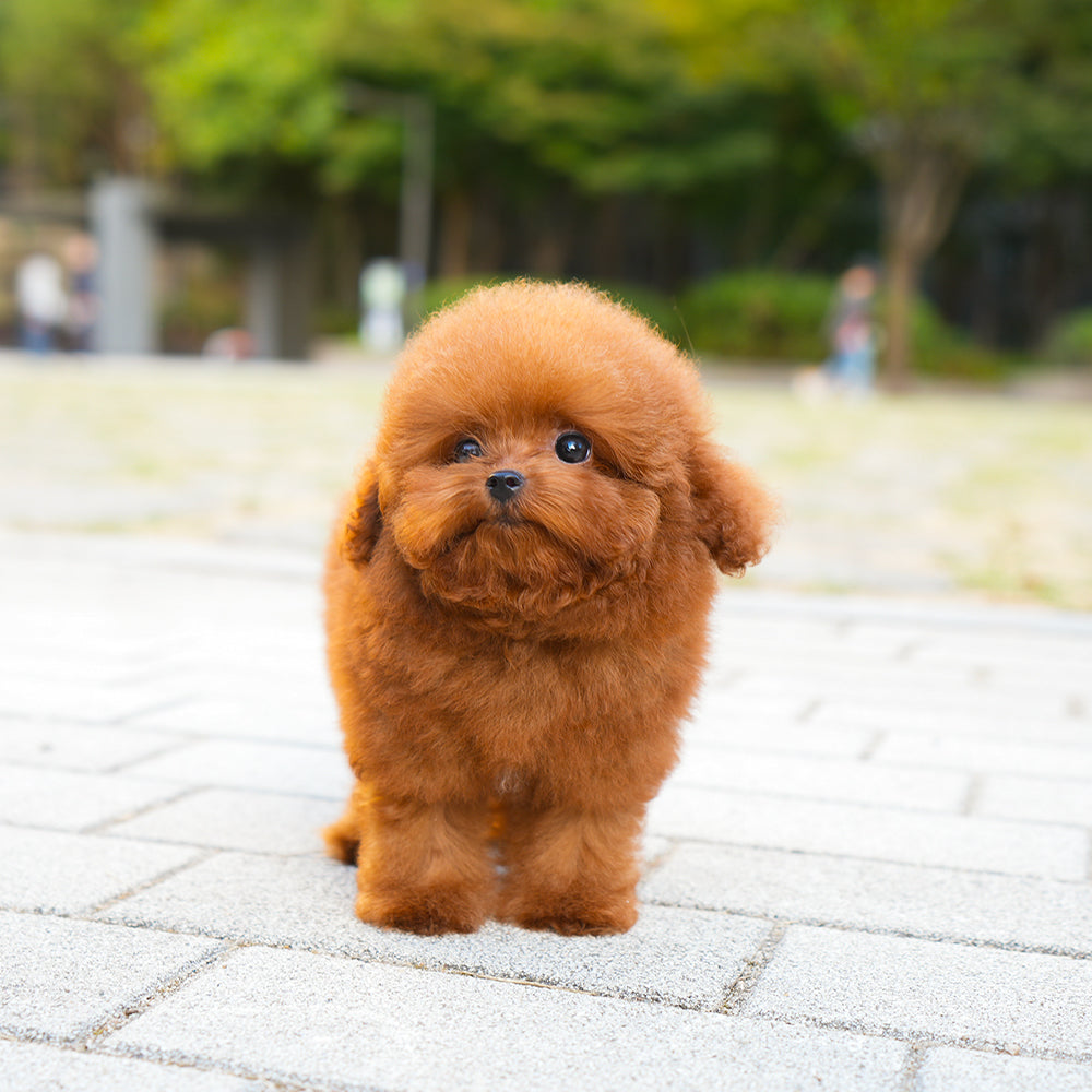 푸들 - 치치 (여아)