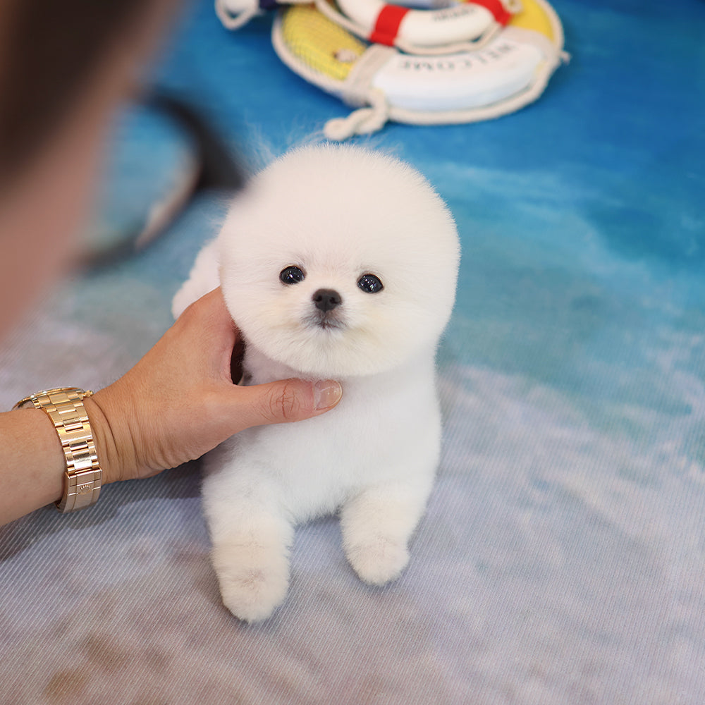 포메라니안 - 모지 (남아)