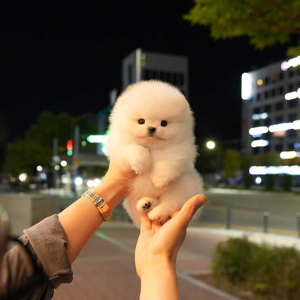 포메라니안 - 뽀송 (남아)
