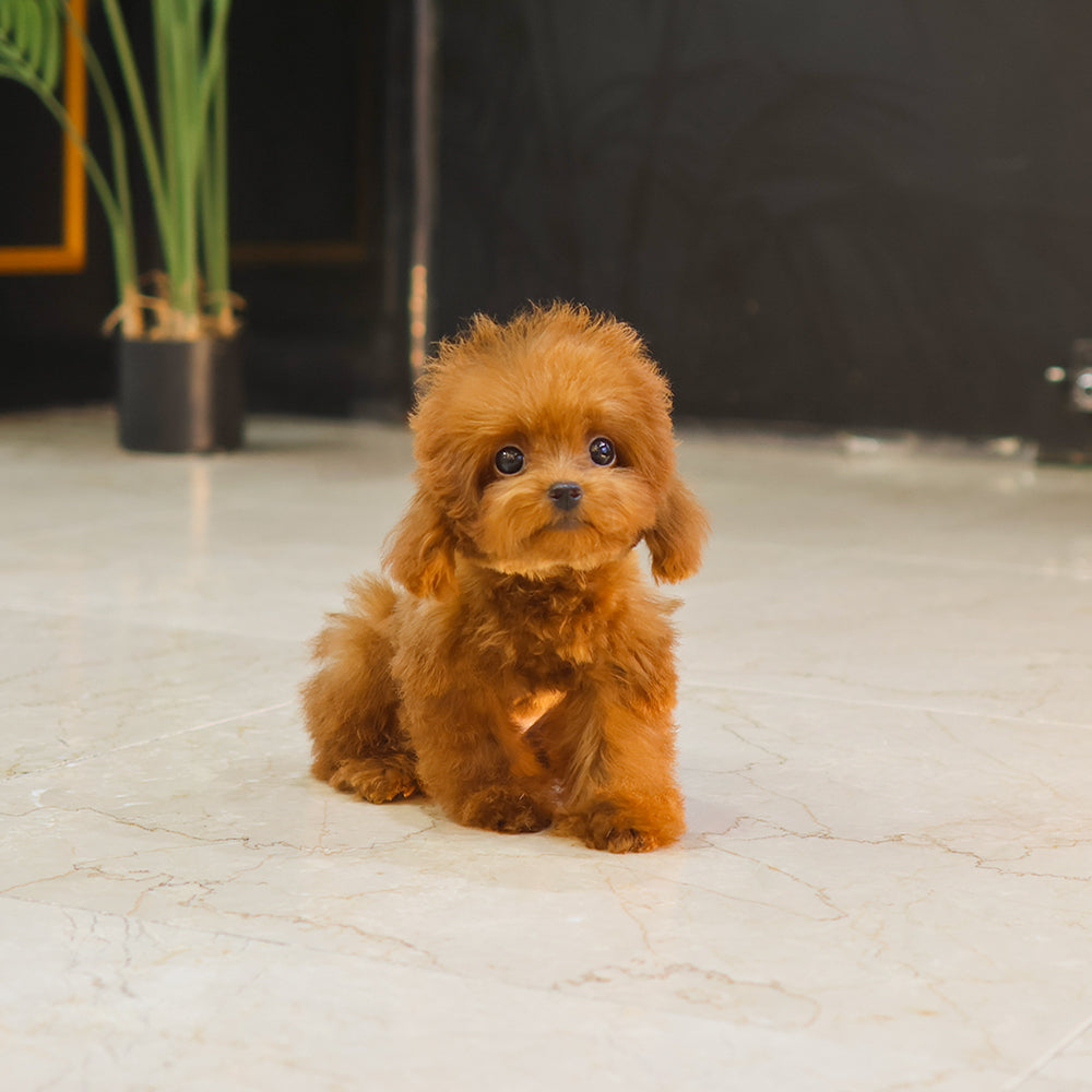 푸들 - 모카이 (남아)