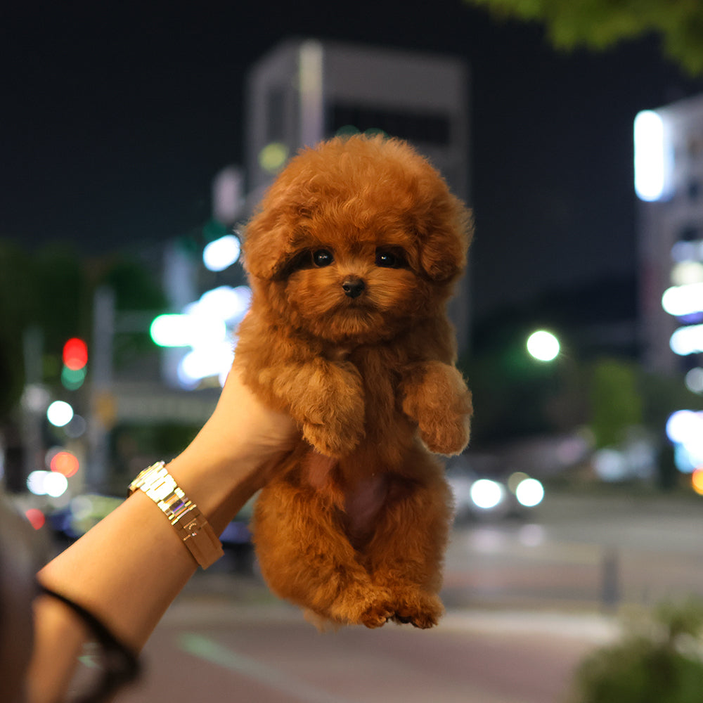 푸들 - 먹물 (남아)