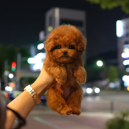 푸들 - 먹물 (남아)