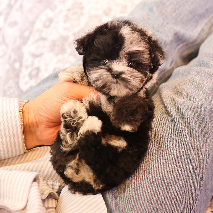푸들 - 타타 (남아)