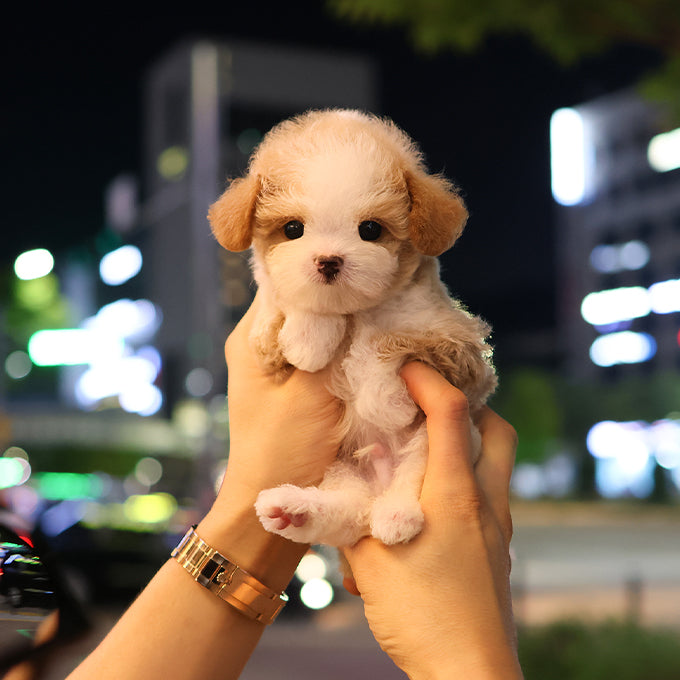 말티푸 - 오징어 (남아)