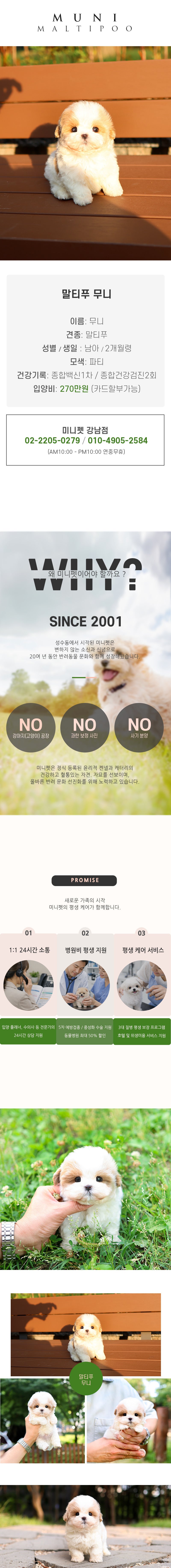말티푸 - 무니 (남아)