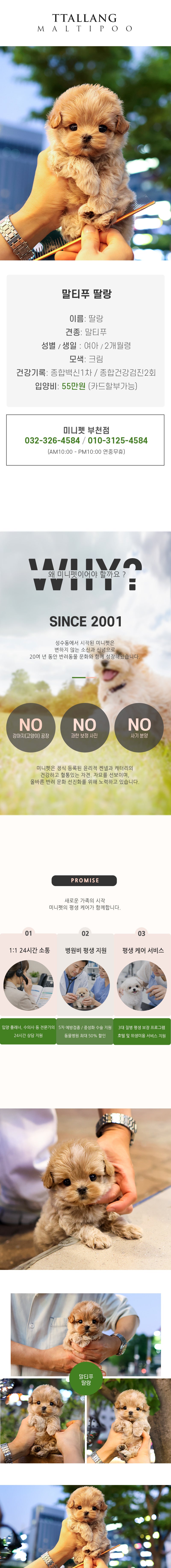 말티푸 - 딸랑 (여아)