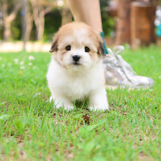 꼬똥 드 툴레아 - 짜파 (남아)