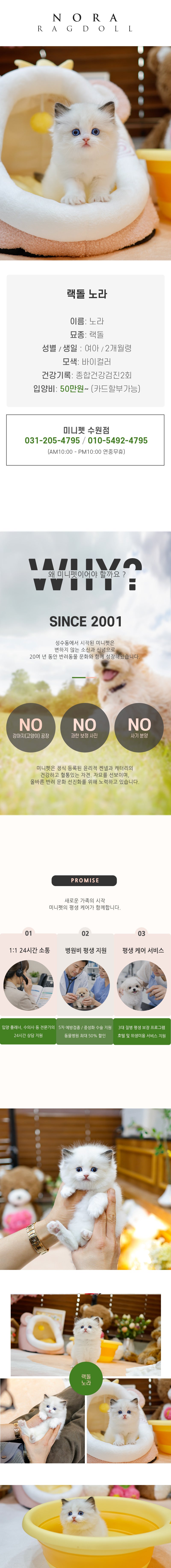 랙돌 - 노라 (여아)