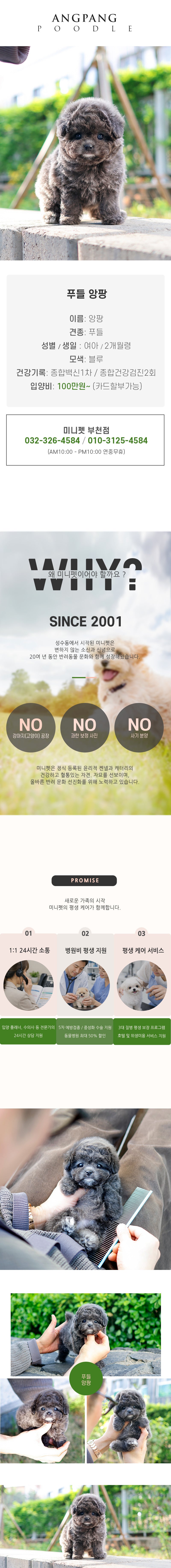 푸들 - 앙팡 (여아)
