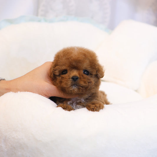 푸들 - 콩이 (남아)